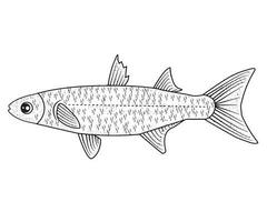 pesce vettore, pesce nero e bianca, colorazione pagine vettore