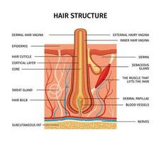 capelli struttura descrizione composizione vettore