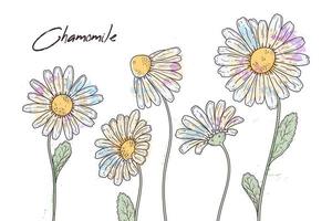 illustrazioni di botanica floreale. disegni vettoriali fiori di camomilla.