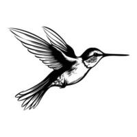 colibrì silhouette, colibrì portafortuna logo, colibrì nero e bianca animale simbolo disegno, uccello icona. vettore