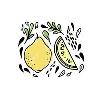 vettore impostato di mano disegnato frutta con le foglie e gocce su un' bianca sfondo. totale Limone frutta e suo fetta mano disegnato icone. ingenuo disegni composizione.