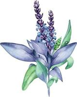 saggio erbaceo pianta acquerello illustrazione isolato su bianca sfondo. salvia officinali, viola foglie, utile erba mano disegnato. design per etichetta, pacchetto, cartolina vettore