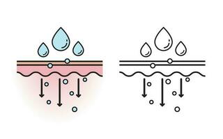 il meccanismo di nutriente assorbimento attraverso pelle strato con colore e schema disegno vettore su bianca sfondo. pelle cura e bellezza concetto. piatto icona illustrazione.