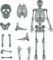 scheletro vettore impostato umano interno organo