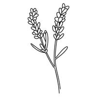 primavera lavanda ramo icona, botanico elementi. rustico erbe aromatiche. vettore