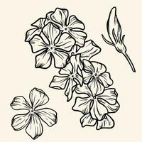 pervinca fiore decorazione linea arte mano disegnato vettore