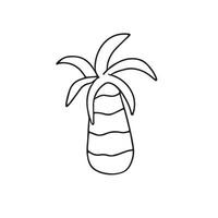 mano disegnato vettore illustrazione di palma albero nel scarabocchio stile