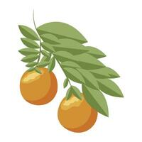 arancia. arancia ramoscello su bianca sfondo. vettore illustrazione.
