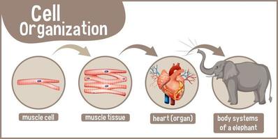 diagramma che mostra l'organizzazione cellulare in un elefante vettore