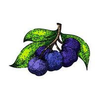 natura chokeberry aronia schizzo mano disegnato vettore