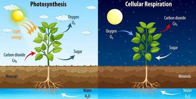 diagramma che mostra il processo di fotosintesi e respirazione cellulare vettore