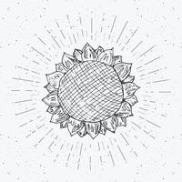 schizzo di girasole, etichetta vintage, distintivo strutturato grunge disegnato a mano, modello di logo retrò, illustrazione vettoriale di disegno di tipografia