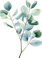 acquerello disegno, ramo con eucalipto le foglie. delicato illustrazione vettore