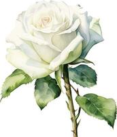 acquerello disegno, bianca rosa fiore. illustrazione nel realismo stile, Vintage ▾ vettore