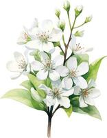acquerello disegno, bianca gelsomino fiori. illustrazione nel realismo stile, Vintage ▾ vettore