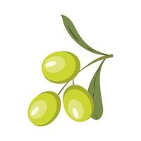 illustrazione vettoriale colorato di ramo d'ulivo con olive verdi su sfondo bianco isolato