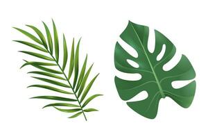 tropicale verde le foglie collezione mostri, realistico design isolato su bianca sfondo vettore