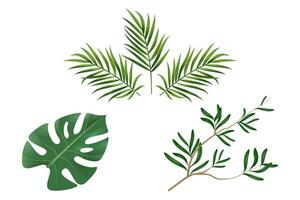 impostato di tropicale diverso tipi di esotico le foglie. realistico vettore illustrazione isolato su bianca sfondo