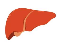 vettore isolato piatto umano salutare fegato, cartone animato interno organo.
