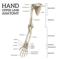 superiore arto anatomia vettore