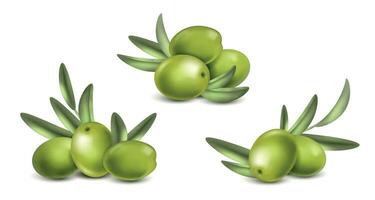 realistico oliva verde impostato vettore