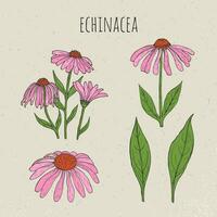 echinacea medico botanico isolato illustrazione. pianta, fiori, le foglie mano disegnato impostare. Vintage ▾ colorato schizzo. vettore