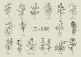 impostato di erbe aromatiche. collezione mano disegnato medico, botanico e guarigione isolato impianti. contorno vettore