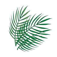 vettore diverso verde tropicale palma le foglie isolato su bianca sfondo