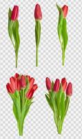 set di fiori di tulipani rossi realistici isolato su sfondo trasparente. illustrazione vettoriale