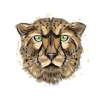 ritratto di testa di ghepardo da una spruzzata di acquerello, disegno colorato, realistico. illustrazione vettoriale di vernici