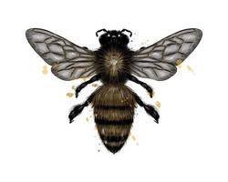 ape, vespa da una spruzzata di acquerello, disegno colorato, realistico. illustrazione vettoriale di vernici