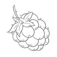 mano disegnato uva cartone animato vettore per colorazione