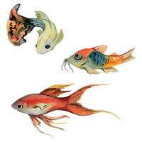 mano disegnato acquerello acquario tropicale pesce guppy e vita marina. marino esotico subacqueo illustrazione. isolato oggetto su bianca sfondo. design per negozi, opuscolo, Stampa, carta, parete arte, tessile. vettore