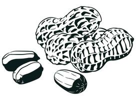 silhouette crudo arachidi seme con guscio di noce vettore