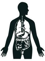 silhouette umano interno organi dentro corpo vettore