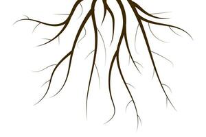 albero radice isolato su bianca sfondo. vettore schema illustrazione. pianta e giardino.