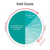 cellula ciclo biologia vettore illustrazione grafico