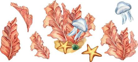 impostato di rosa mare impianti acquerello illustrazione isolato su bianca sfondo. rosso porfira foglie, alga marina mano disegnato. design elemento per pacchetto, etichetta, pubblicità, avvolgere, marino collezione vettore