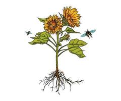sole fiore con ape illustrazione vettore mano disegno stile