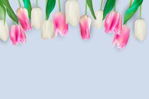 illustrazione vettoriale realistico sfondo colorato tulipani