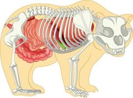 anatomia dell'orso selvatico isolato vettore