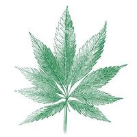 marijuana foglia schizzo mano disegnato nel scarabocchio stile vettore illustrazione