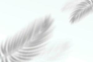 realistico trasparente ombra a partire dal un' foglia di un' palma albero su il bianca sfondo. tropicale le foglie ombra. modello con palma le foglie ombra. vettore illustrazione eps10