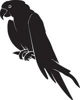 pappagallo vettore silhouette illustrazione