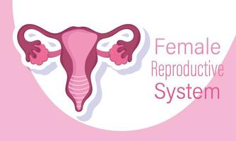 sistema riproduttivo umano femminile, organi sessuali interni di una donna vettore