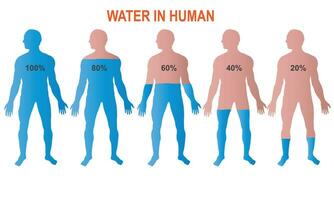 diverso percentuale di acqua nel il umano corpo. vettore illustrazione. umano anatomia.
