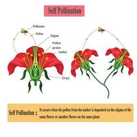 autoimpollinazione. impollinazione di fioritura impianti schema per biologia botanica Lezioni, scuola, Università. vettore