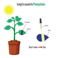 sperimentare con pianta, fotosintesi, luce del sole è essenziale per fotosintesi, amido iodio sperimentare vettore