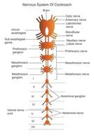 nervoso sistema di scarafaggio. anatomia di scarafaggio. etichettato diagramma. botanica illustrazione. vettore