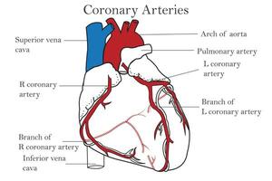 il coronario arterie di il cuore, anteriore Visualizza, Compreso il aorta, sinistra, e giusto coronario arterie.isolate su bianca sfondo. medico, assistenza sanitaria, e scienza formazione scolastica. vettore